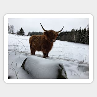 Scottish Highland Cattle Cow 2268 Sticker